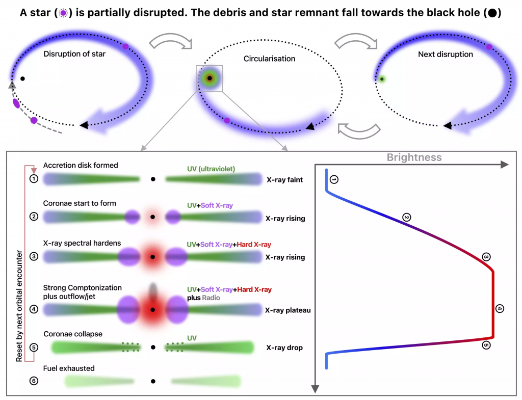 This sketch shows the sequence of events that could explain the evolution of the light curve in J0456-20: A star is partially disrupted when coming close to a supermassive black hole (top). The stellar debris forms an accretion disk (blue), with the accretion proceeding in various stages (1-5) with changing emission signatures. Eventually, the fuel is completely exhausted (6) and no more X-ray flares will be detected.
© MPE