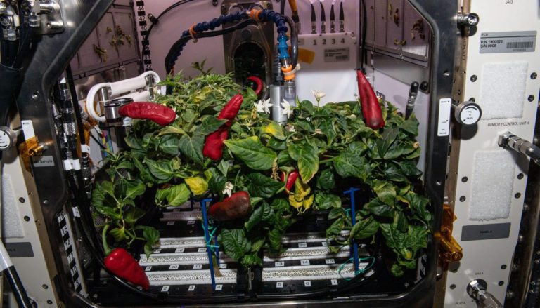 Advanced Plant Habitat: Creating Farm-to-Table Meals For The Orbital Age