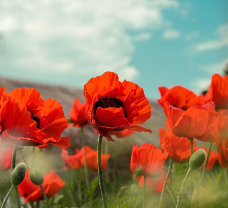 The Elusive Quest For Lasting Peace – Reflections on Remembrance Day